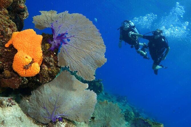 1 Tank Guided Shore Dive Including Equipment - Price and Value: Is $70 Worth It for One Tank and Gear?