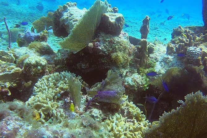 1 Tank Guided Shore Dive Including Equipment - Who Should Book This Cozumel Shore Session?