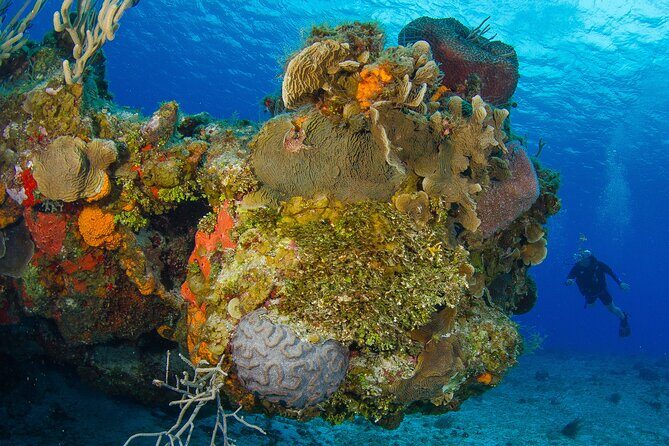 2 dives in Cozumel (for certified divers only) - The Cruise-Ship Reality Check: When This Trip Gets Tight