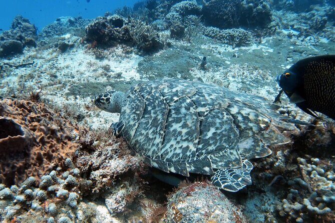 2 Tank Cozumel Reef Boat Dives - A 9:30 am start that keeps the day moving