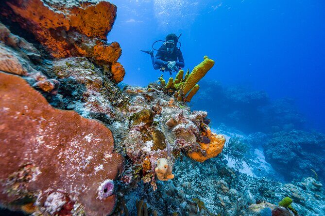 2 Tanks dives for Certified Divers in Cozumel - Cozumel’s Two-Tank Rhythm: What This Trip Actually Delivers