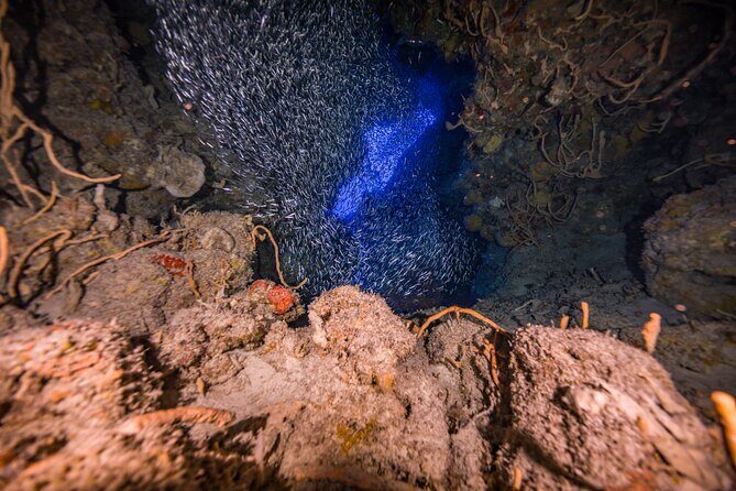 2 Tanks dives for Certified Divers in Cozumel - The Crew Makes It Feel Small: Arianna, Lola, Roberto, Lobo, and Lorenzo