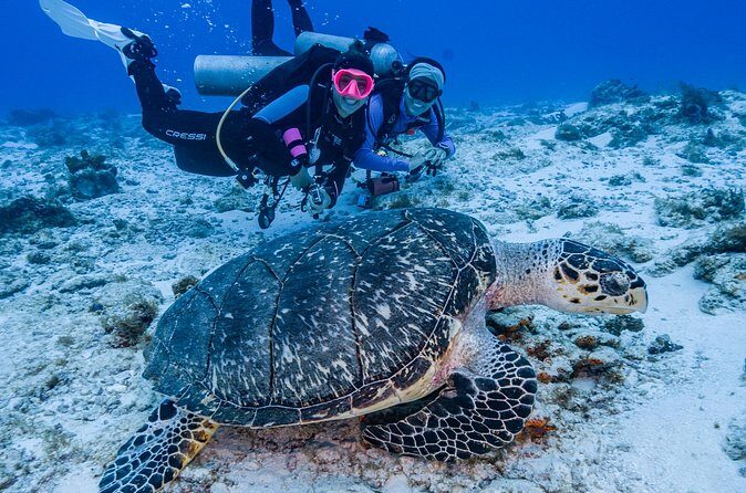 2 Tanks dives for Certified Divers in Cozumel - Gear Quality and Confidence Checks (Especially for Certified Scuba Participants)