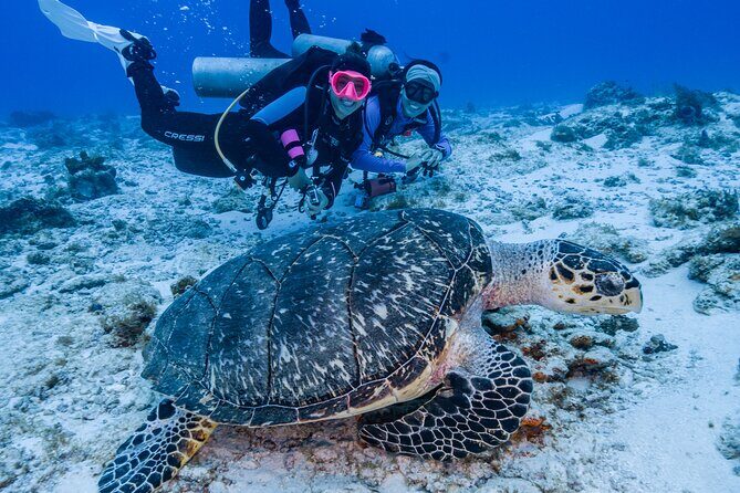 2 Tanks dives for Certified Divers in Cozumel - Boat Day Flow: Instructions, then Two Reef Stops