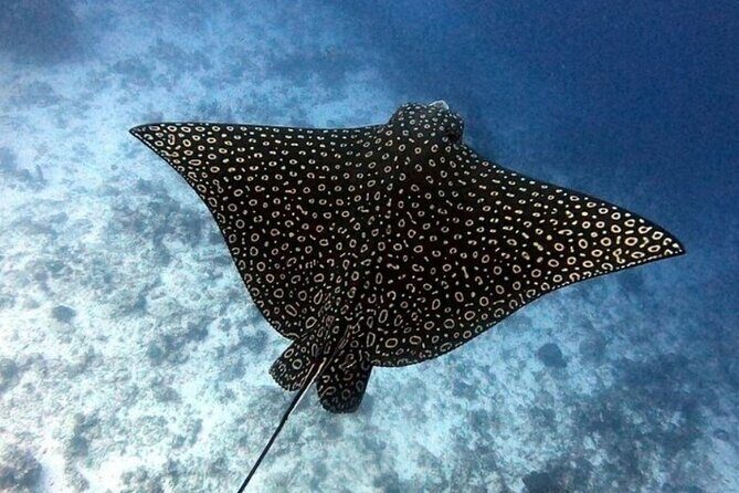 2 tanks for certified divers - Cozumel National Park, in two focused underwater sessions