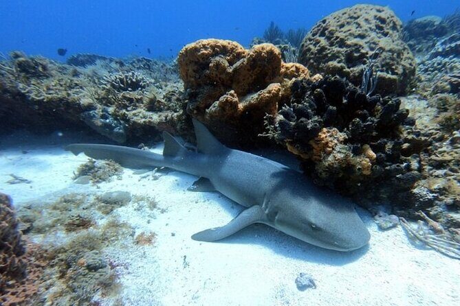 2 tanks for certified divers - Guides, safety, and the small-group advantage