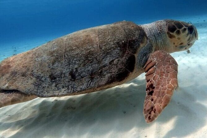 2 tanks for certified divers - The first reef swim: wildlife you can actually look for