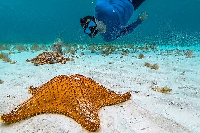 4 Hour Snorkeling Tour in Cozumel - A 4-Hour Snorkeling Route That Hits Turtles, Starfish, and a Sandbank