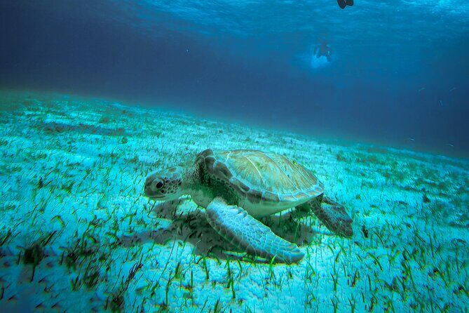 4 Hour Snorkeling Tour in Cozumel - El Cielo: Red and Orange Starfish on White Sand
