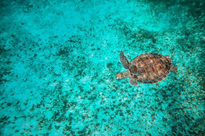4 Hour Snorkeling Tour in Cozumel - Should You Book MayBe Tours Cozumel?