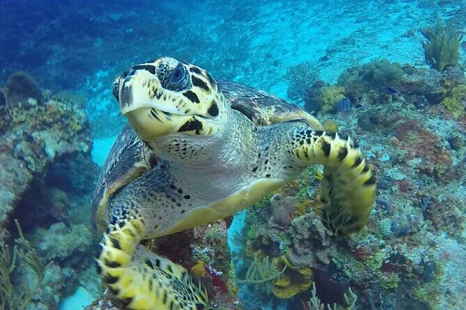 4 Hour Snorkeling Tour in Cozumel - Playa El Cielo: Turtle Sanctuary Snorkeling With Calm Water Time