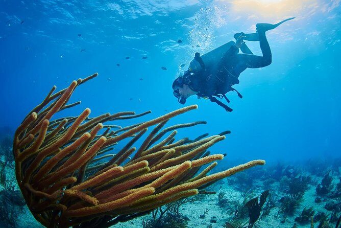 Advanced Open Water Diver course PADI in Playa del Carmen - Underwater navigation: compass, kick-cycles, landmarks, and time