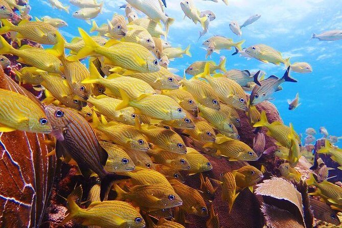 Advanced Open Water Diver course PADI in Playa del Carmen - The required deep-planning skills (what you’ll actually learn)