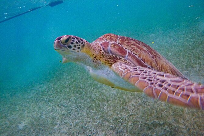 Akumal : Snorkeling with Green Turtles + Photos with GoPro - Akumal’s Turtle Spot: Protected Water, Not Chaos