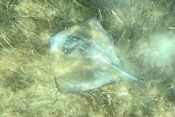 Akumal : Snorkeling with Green Turtles + Photos with GoPro - Price and Value: What $41.84 Buys You in Akumal