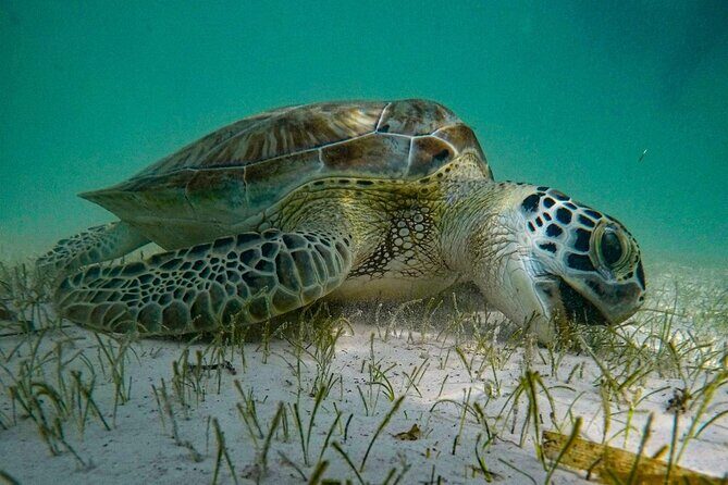 Akumal : Snorkeling with Green Turtles + Photos with GoPro - The Snorkel Time in the Official Circuit: How You’ll Actually See Turtles