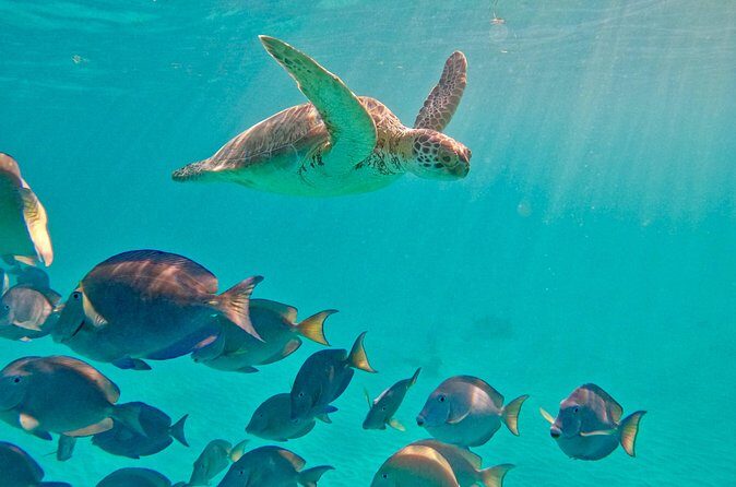 Akumal; Snorkeling with The Sea Turtles - Price and value: $29.79 is cheap, but only if you track the extras