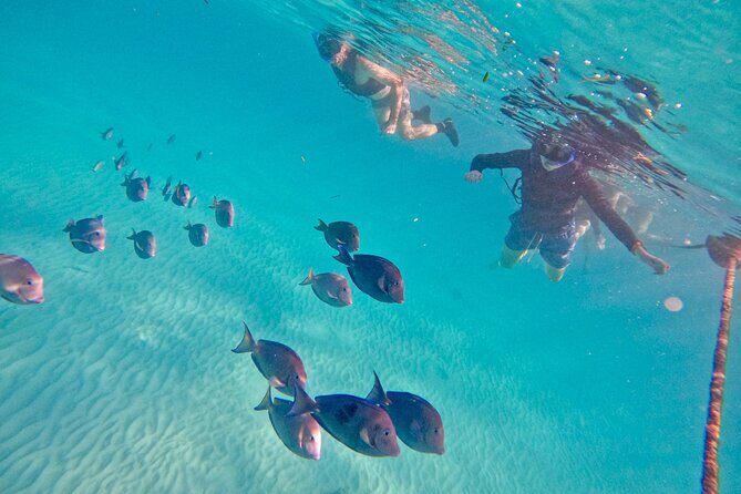 Akumal; Snorkeling with The Sea Turtles - What happens during the session (and how long it really feels)