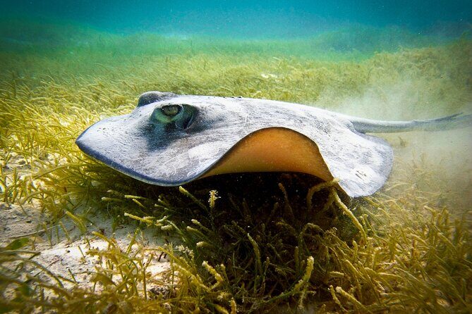 Aquatic Paradise in Tulum: Snorkel Yalku, Swim Cenote & Kaan Luum - Kaan Luum Lagoon: the cenote-in-a-lagoon wow factor