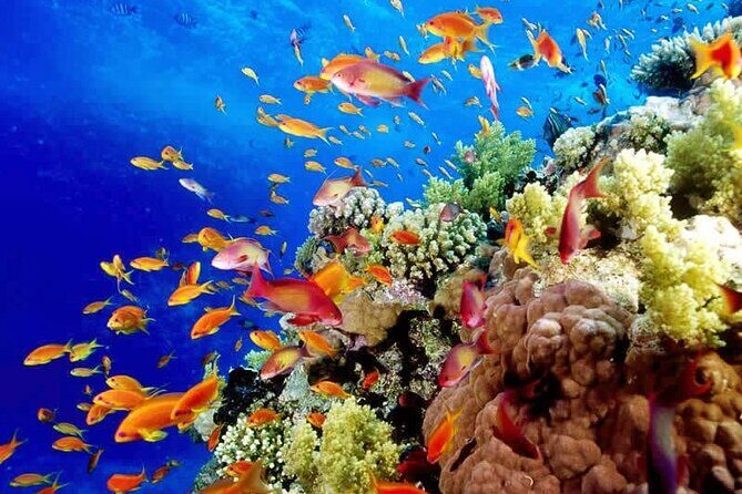 Aquatic Paradise in Tulum: Snorkel Yalku, Swim Cenote & Kaan Luum - The 5-hour plan: why timing feels tight on a busy beach route