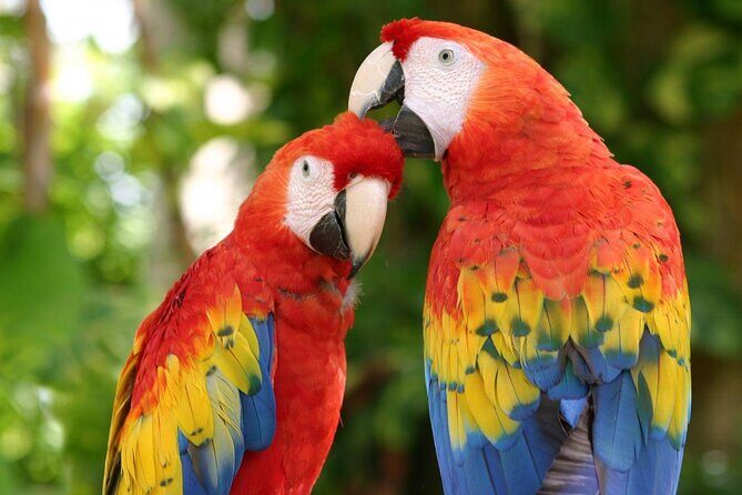Awesome Tour Day at Xcaret Plus + Transportation from Riviera Maya - Key highlights worth caring about