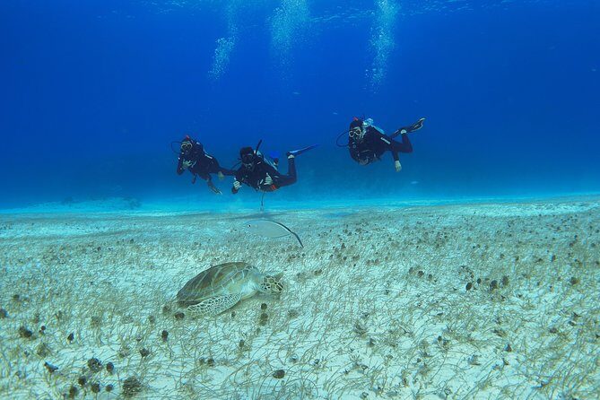 Basic Diver - Bautismo - First-Time SCUBA Confidence: Theory and Pool Skills Before the Ocean