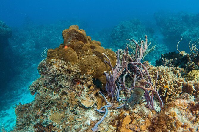 Basic Diver - Bautismo - What Makes the Reefs Part Worth It (and What to Watch)