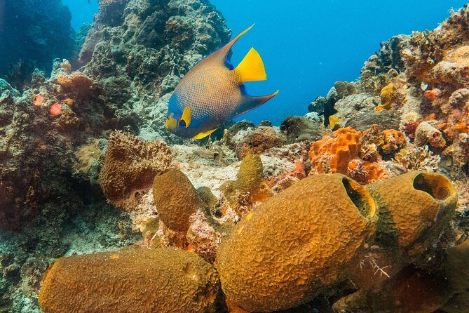 Basic Diver - Bautismo - Who Should Book This Basic Diver - Bautismo Experience?