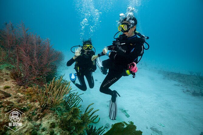 Basic Diver - Bautismo - Your Morning Plan: Where You Check In at 9:30 AM