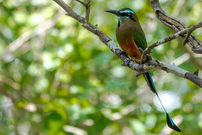 Bird Watching in Sian Ka´an Muyil - Muyil archaeological grounds: more species, more context