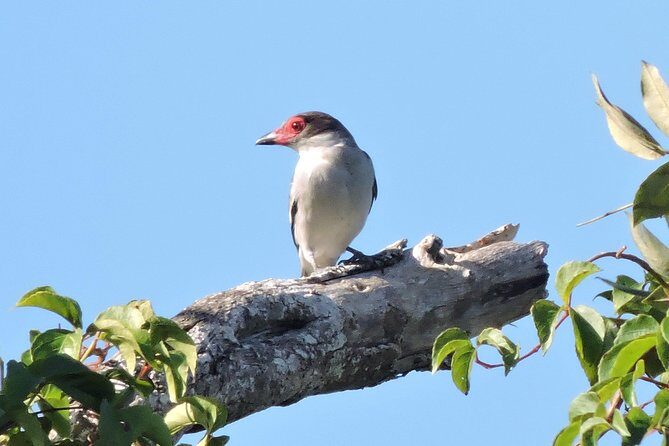 Birdwatching Playa del Carmen - Birdwatching in Playa del Carmen starts at 6:00 am (and that’s the point)