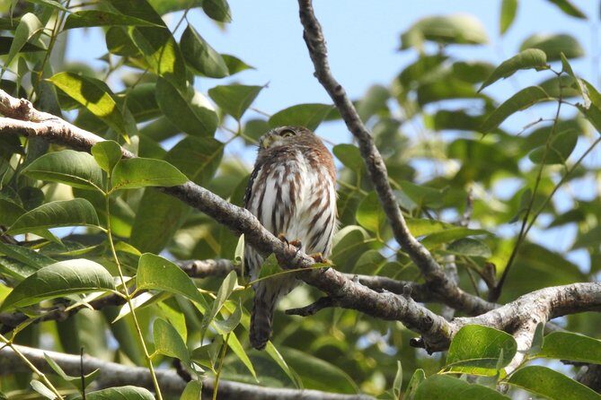Birdwatching Playa del Carmen - How the guides help you see more birds (Carlos, Lugo, Alberto)