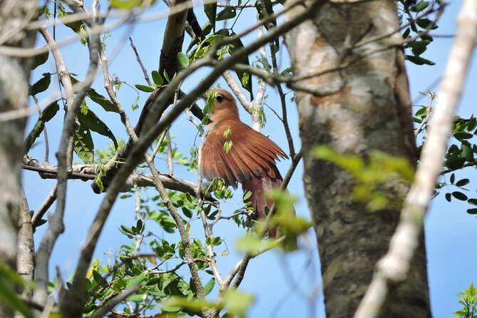Birdwatching Playa del Carmen - What you might see: Trogons, motmots, owls, and plenty of variety