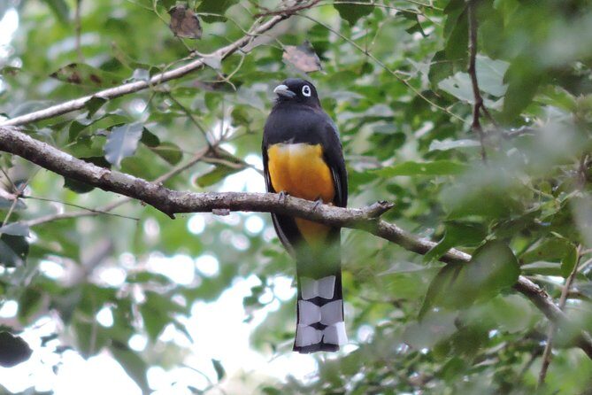 Birdwatching Playa del Carmen - Photo-friendly birding: getting birds at eye level