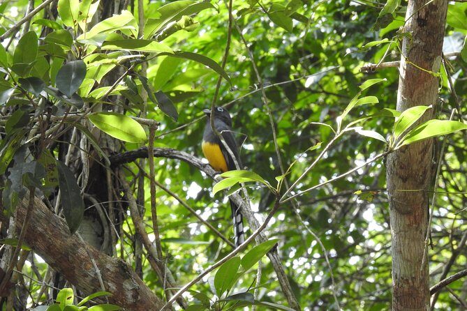 Birdwatching Playa del Carmen - Timing and duration: plan for a full morning, not a quick stroll