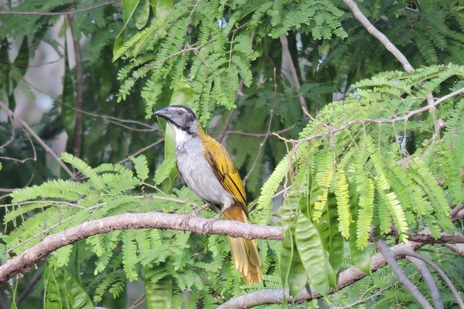 Birdwatching Playa del Carmen - Transfers and comfort: air-conditioned rides, shared transport, small group