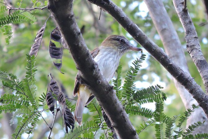 Birdwatching Playa del Carmen - What to bring: comfortable hiking clothes, sunscreen, repellent, and binoculars