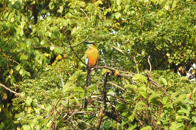 Birdwatching Playa del Carmen - The route: Ruta de los Cenotes walk as your birding habitat