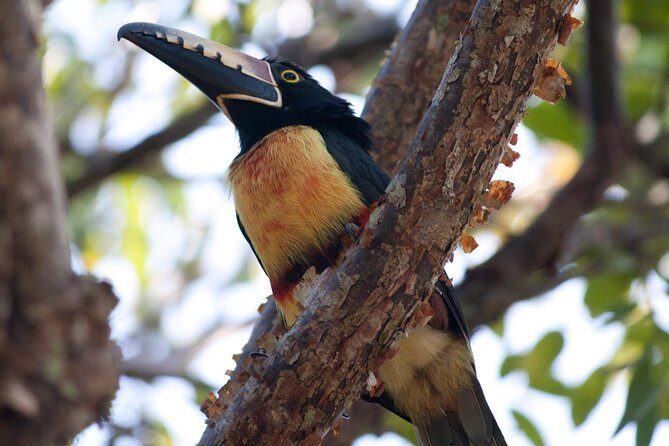 Birdwatching Sian Ka'an Biosphere Reserve - Breakfast and snacks: the unglamorous detail that makes birding easier