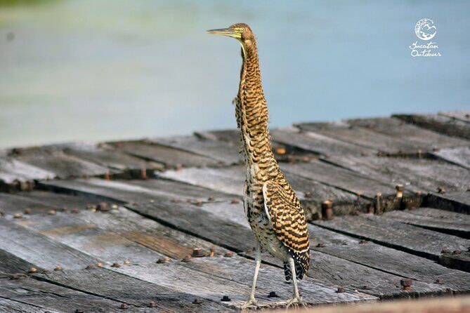 Birdwatching Sian Ka'an Biosphere Reserve - How you can spot 40 to 80 species (without losing your mind)