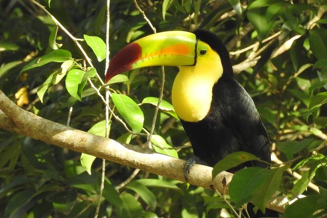Birdwatching Sian Ka'an Biosphere Reserve - The Muyil stop: birds first, Maya context alongside