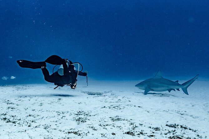 Bull Shark Dive in Playa del Carmen – Dive Machine Experience - Quick Hits: What Makes This Bull Shark + Reef Day Worth Your Time