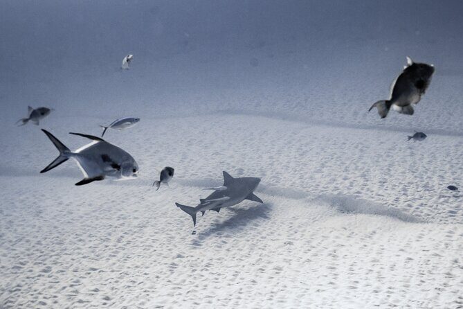 Bull Shark Dive in Playa del Carmen – Dive Machine Experience - Meeting at Dive Machine and Getting Set Up for a Confident Start