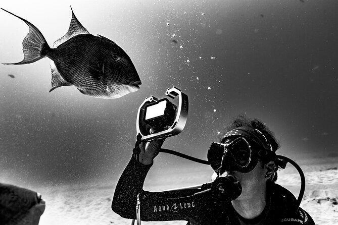 Bull Shark Dive in Playa del Carmen – Dive Machine Experience - Gear, Boat Transport, and Certified Instruction: The Practical Stuff That Makes a Big Difference