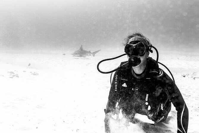 Bull Shark Dive in Playa del Carmen – Dive Machine Experience - Timing and Physical Reality: How to Prepare for a 4-Hour Water Day