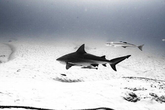 Bull Shark Dive in Playa del Carmen – Dive Machine Experience - The Shark Point Plan: What 25 Meters Really Means for Your Experience