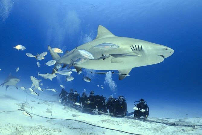 Bull Shark Extreme - 1tank /Only for Certified Divers - Playa del Carmen Is One Of The Few Places For Bull Sharks