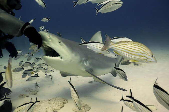 Bull Shark Extreme - 1tank /Only for Certified Divers - Safety, Staff, And The One Big Tradeoff: Your Gear Choices
