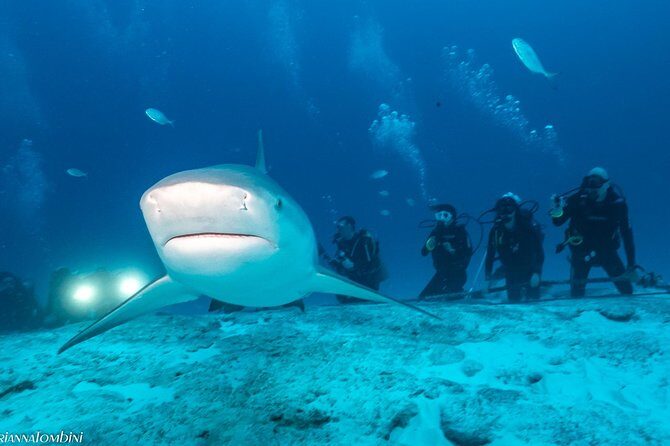 Bull Shark Extreme - 1tank /Only for Certified Divers - The Conservation Angle: SAVING OUR SHARKS Isn’t Just a Slogan