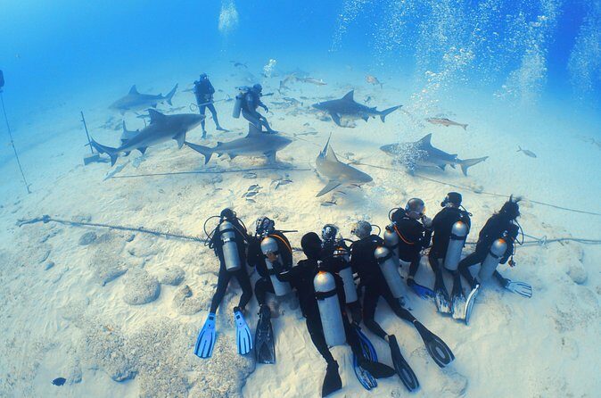 Bull Shark Extreme - 1tank /Only for Certified Divers - Timing For Sharks: When Your Chances Are Best